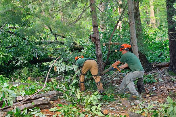 Residential Tree Removal in Hillsboro, OH